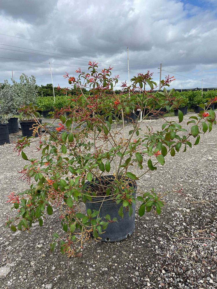 hamelia-nodosa-african-firebush-dwarf-firebush