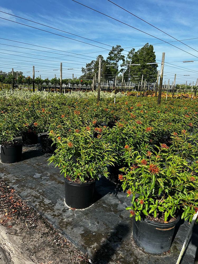 hamelia-nodosa-african-firebush-dwarf-firebush