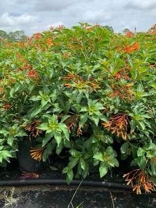 hamelia-nodosa-african-firebush-dwarf-firebush