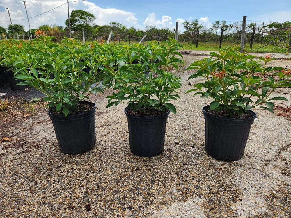 hamelia-nodosa-african-firebush-dwarf-firebush