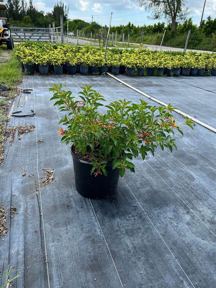 hamelia-nodosa-african-firebush-dwarf-firebush