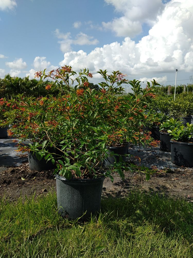 hamelia-nodosa-african-firebush-dwarf-firebush