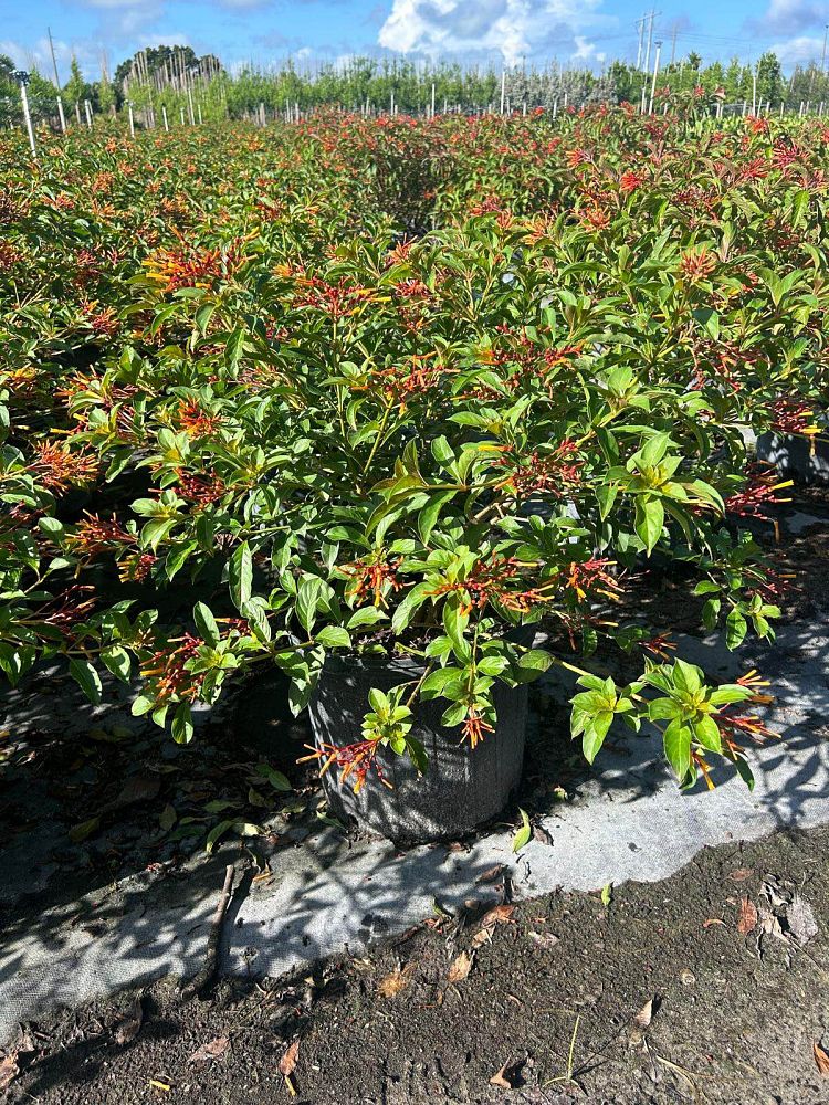 hamelia-nodosa-african-firebush-dwarf-firebush