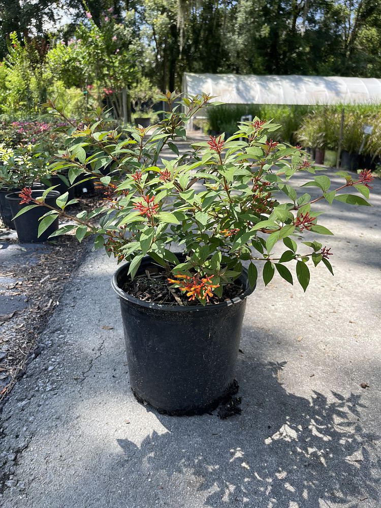 hamelia-nodosa-african-firebush-dwarf-firebush