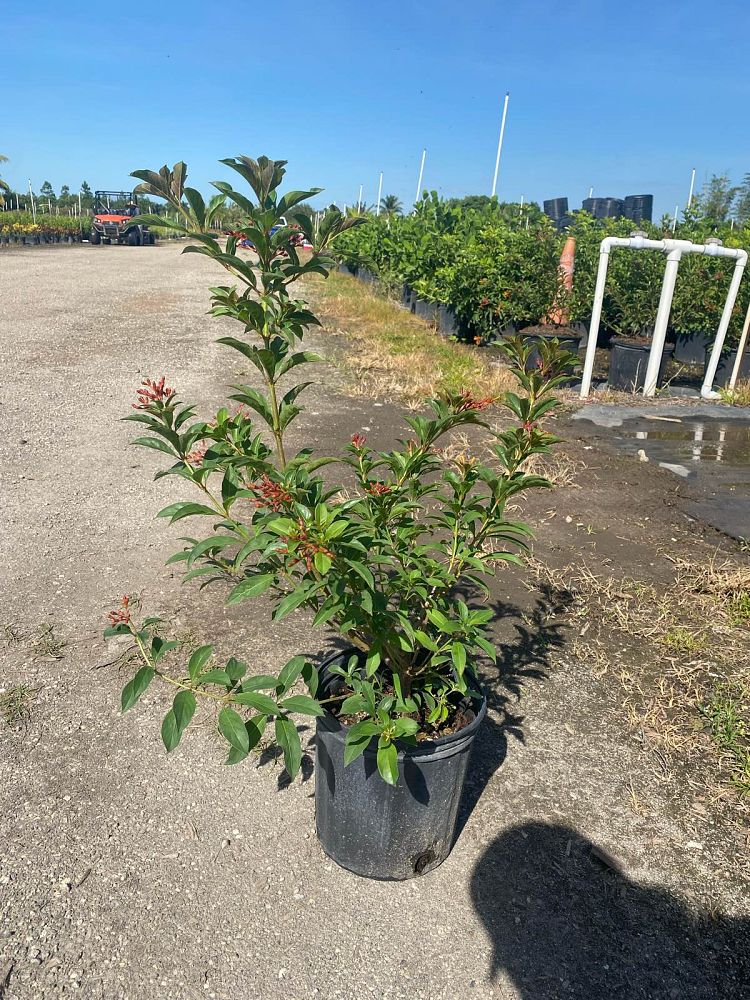hamelia-nodosa-african-firebush-dwarf-firebush