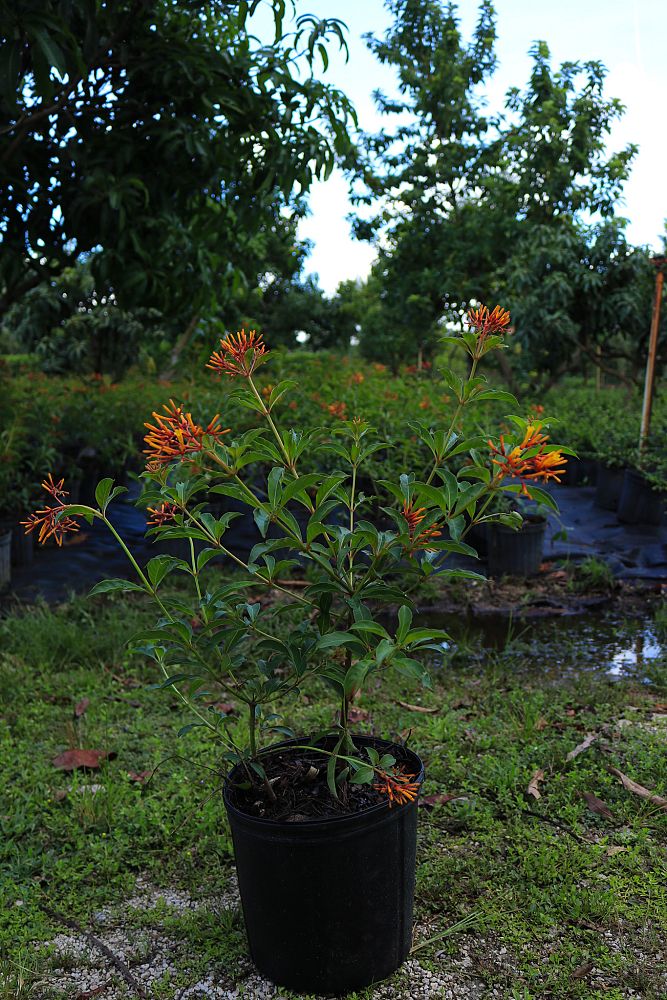 hamelia-nodosa-african-firebush-dwarf-firebush