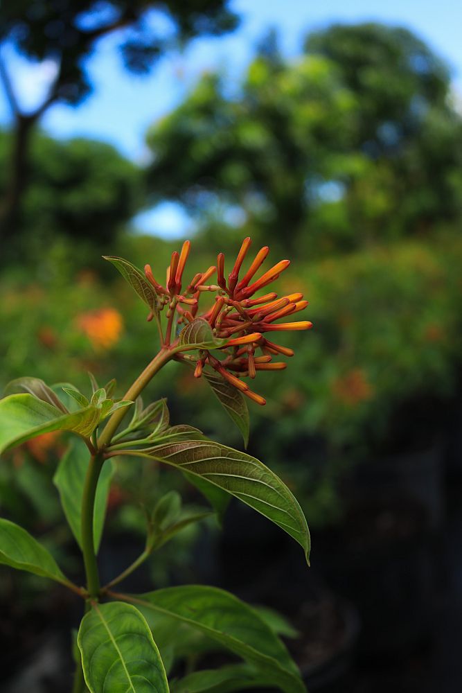 hamelia-nodosa-african-firebush-dwarf-firebush
