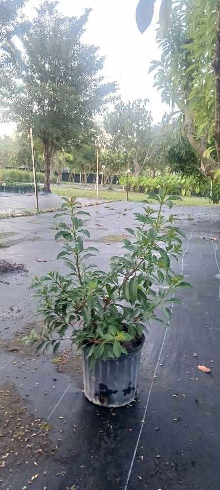 hamelia-nodosa-african-firebush-dwarf-firebush