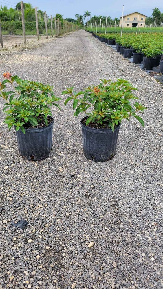 hamelia-nodosa-african-firebush-dwarf-firebush