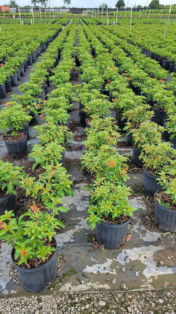 hamelia-nodosa-african-firebush-dwarf-firebush