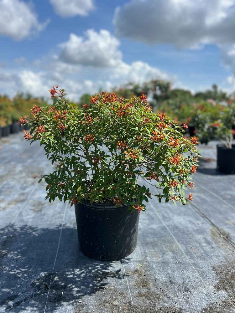 hamelia-nodosa-african-firebush-dwarf-firebush