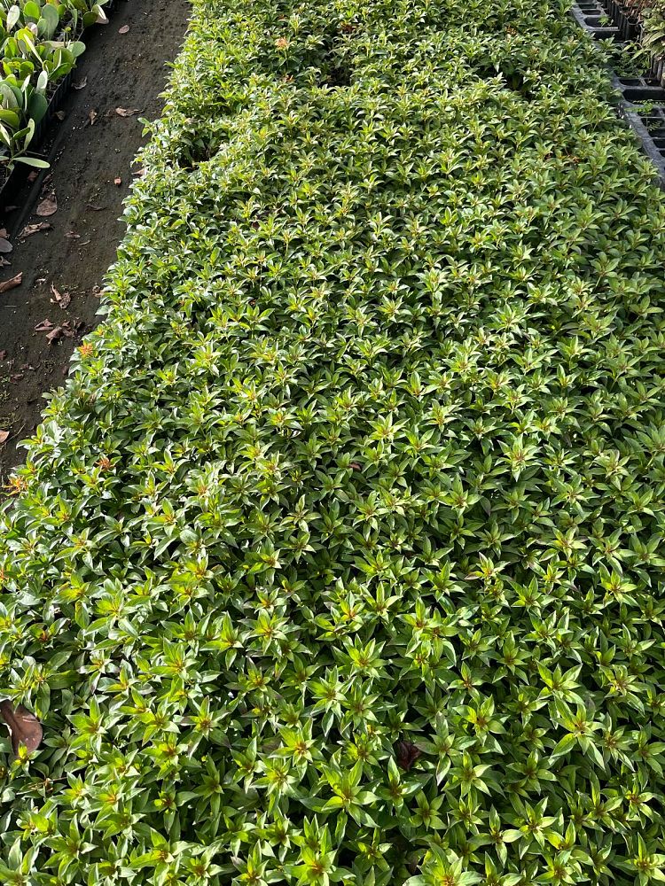 hamelia-nodosa-african-firebush-dwarf-firebush