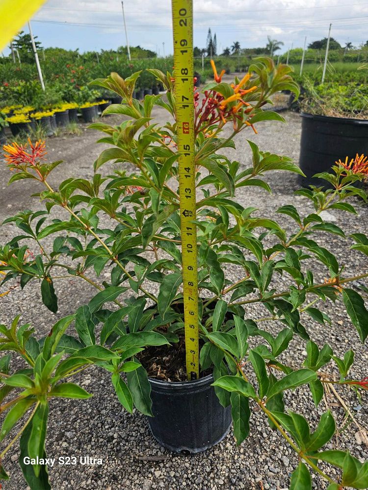 hamelia-nodosa-african-firebush-dwarf-firebush