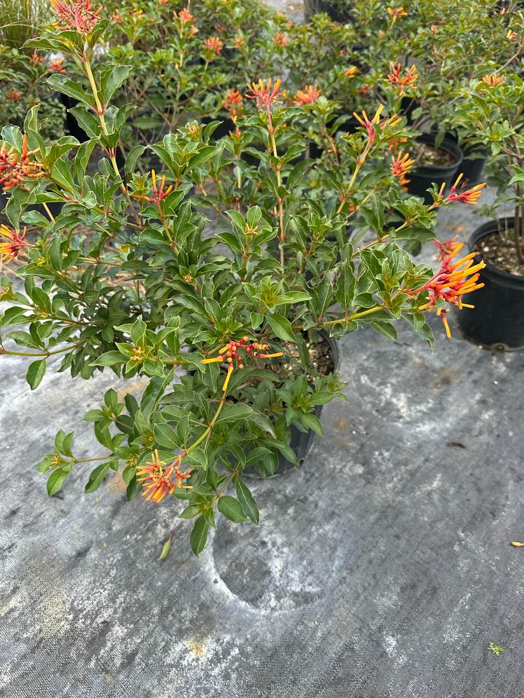 hamelia-nodosa-african-firebush-dwarf-firebush