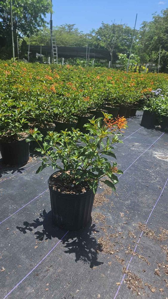 hamelia-nodosa-african-firebush-dwarf-firebush