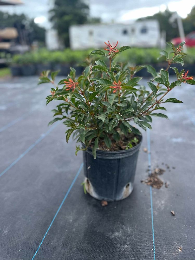 hamelia-nodosa-african-firebush-dwarf-firebush