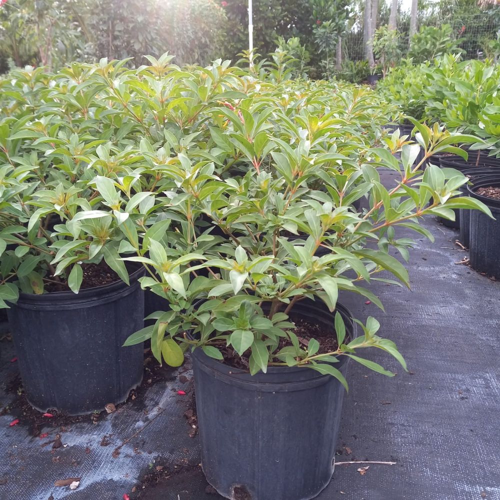 hamelia-nodosa-african-firebush-dwarf-firebush