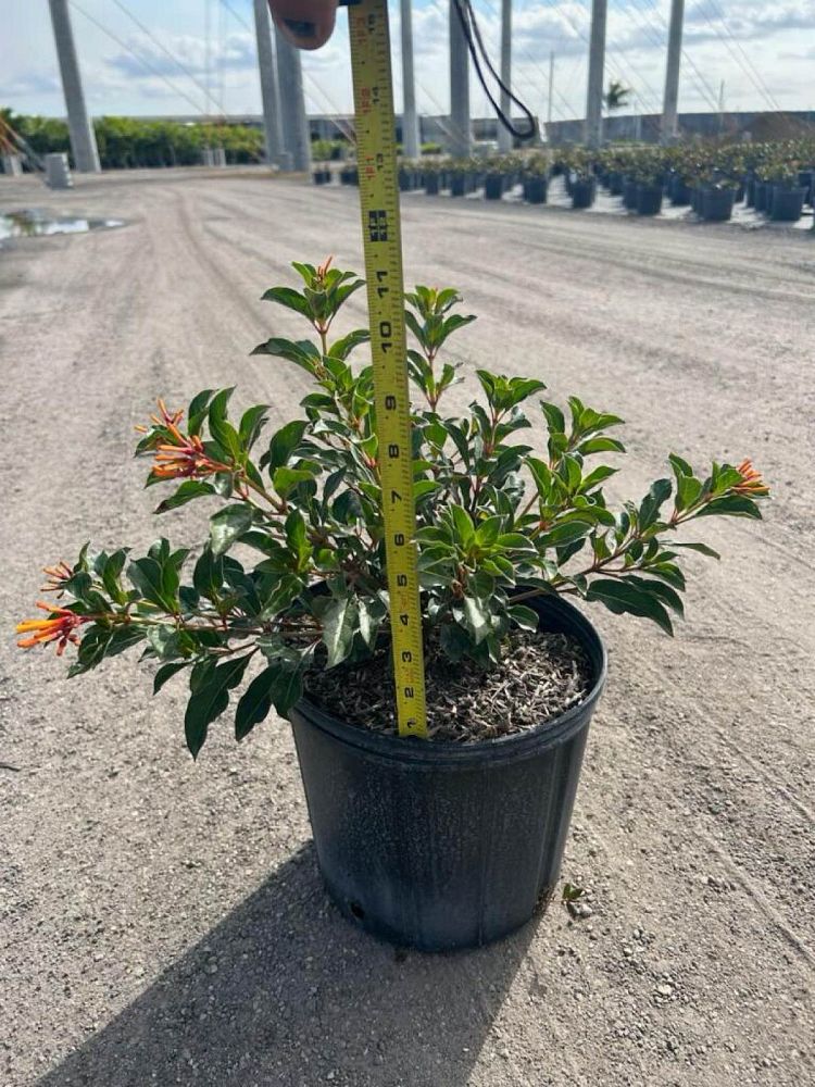 hamelia-nodosa-african-firebush-dwarf-firebush