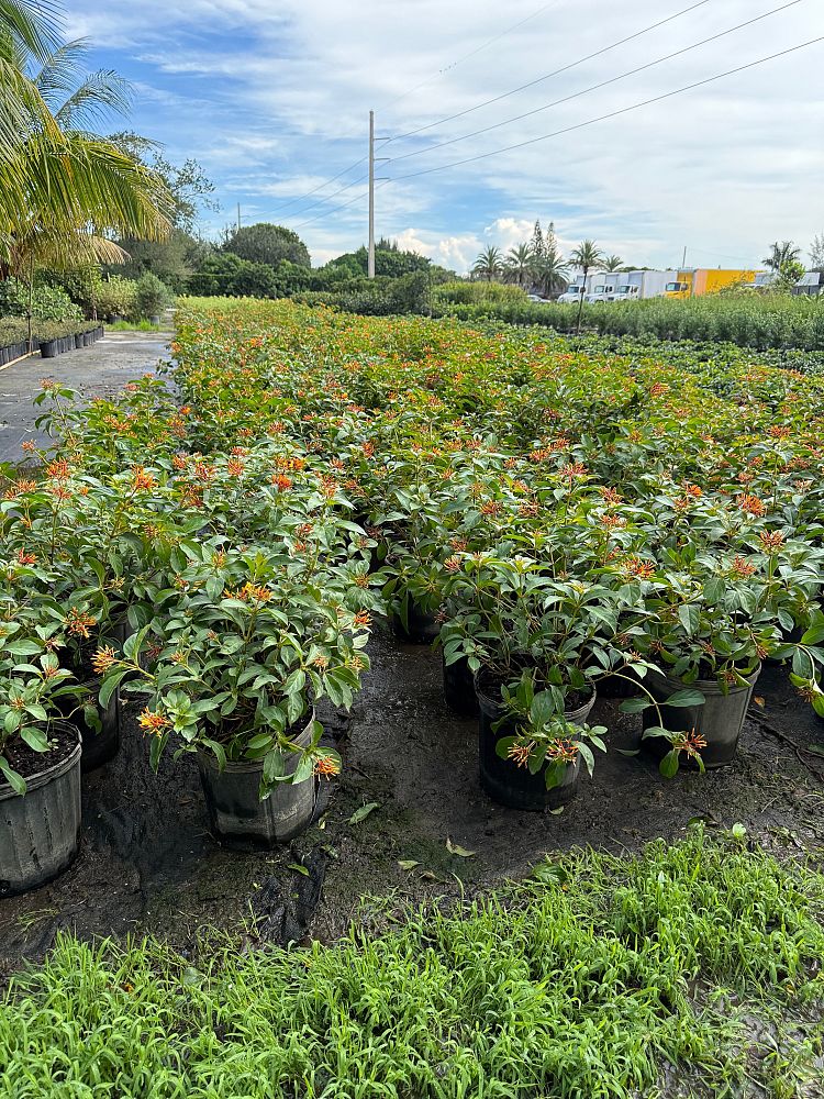 hamelia-nodosa-african-firebush-dwarf-firebush