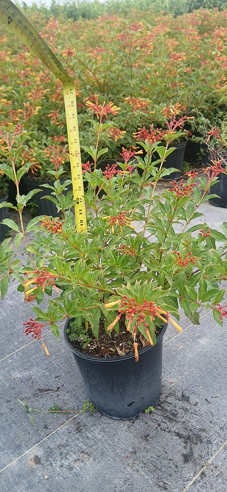 hamelia-nodosa-african-firebush-dwarf-firebush