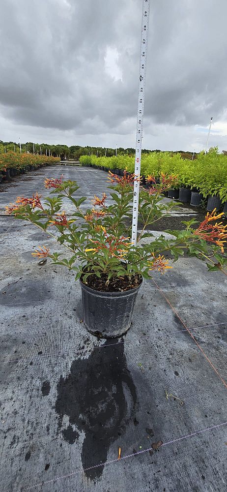 hamelia-nodosa-african-firebush-dwarf-firebush