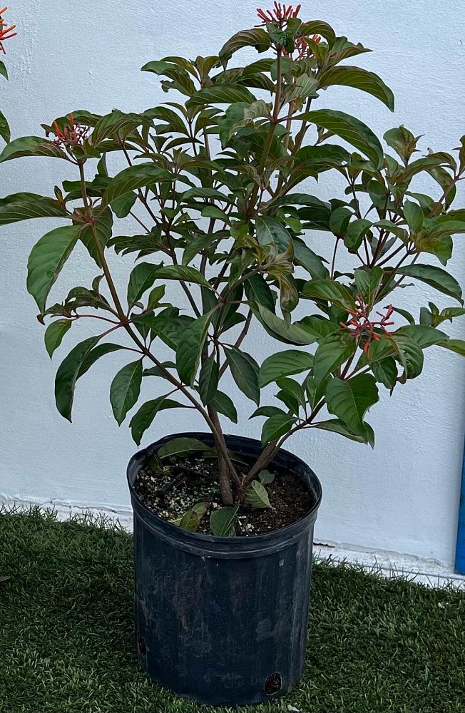hamelia-nodosa-african-firebush-dwarf-firebush