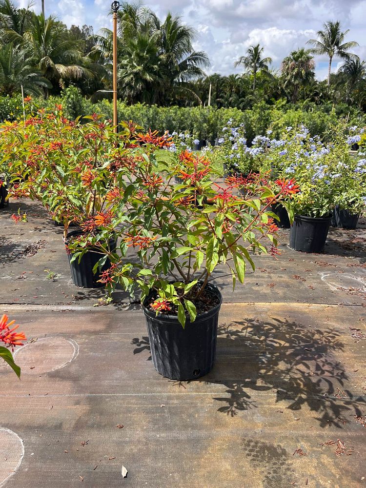 hamelia-nodosa-african-firebush-dwarf-firebush