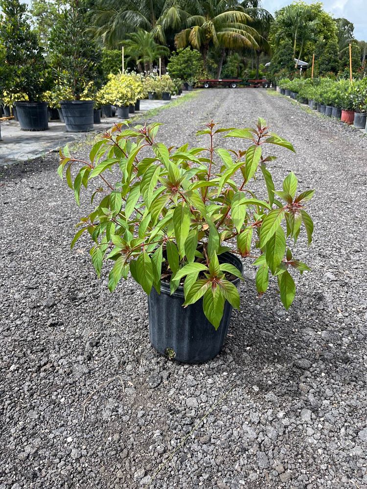 hamelia-nodosa-african-firebush-dwarf-firebush