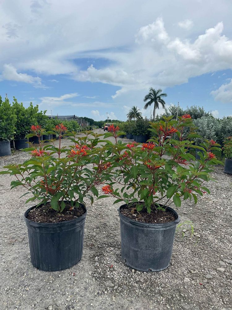 hamelia-nodosa-african-firebush-dwarf-firebush