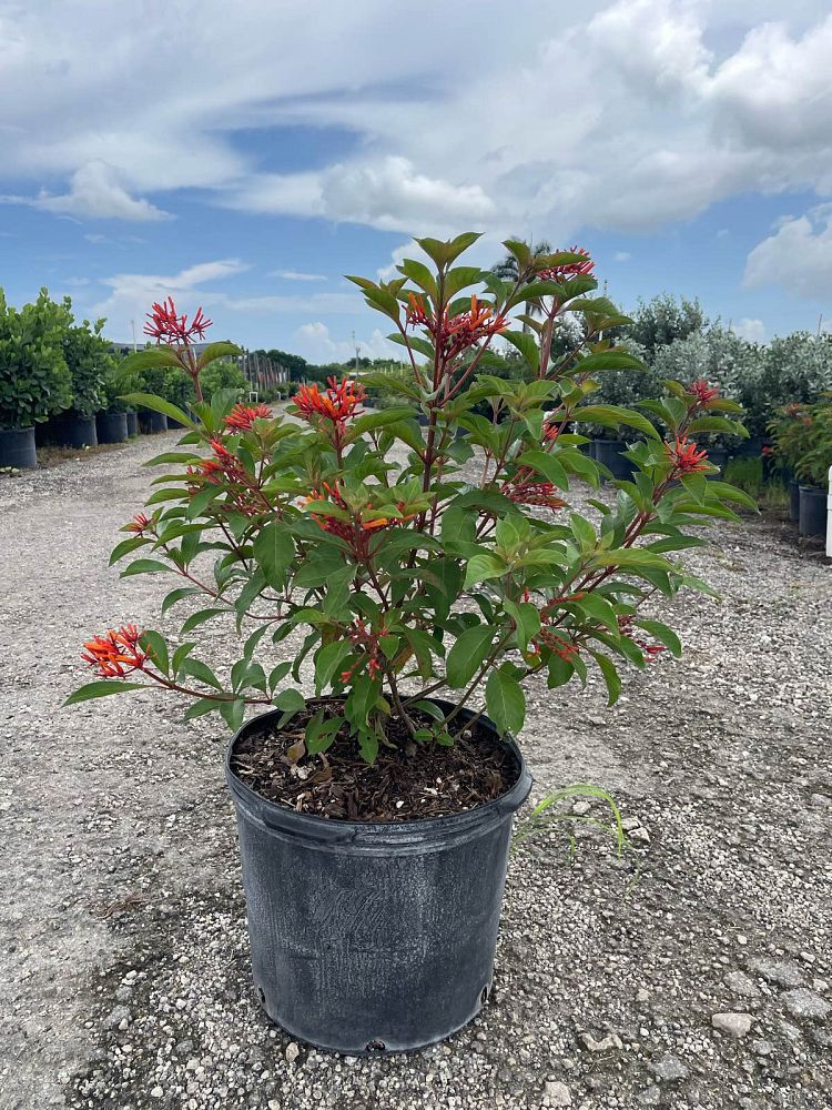 hamelia-nodosa-african-firebush-dwarf-firebush