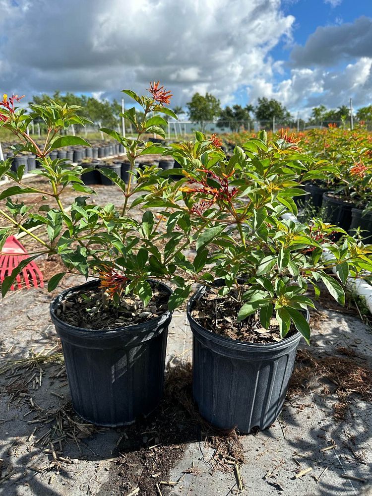 hamelia-nodosa-african-firebush-dwarf-firebush