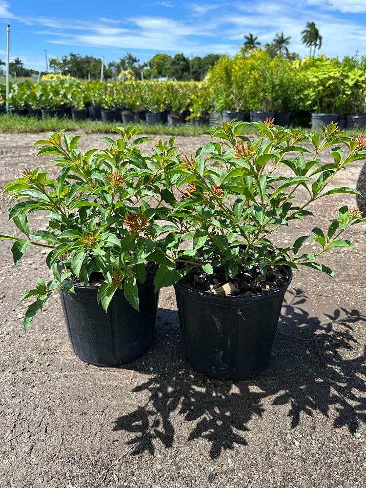 hamelia-nodosa-african-firebush-dwarf-firebush