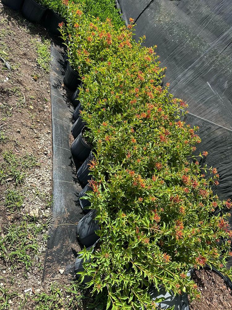 hamelia-nodosa-african-firebush-dwarf-firebush