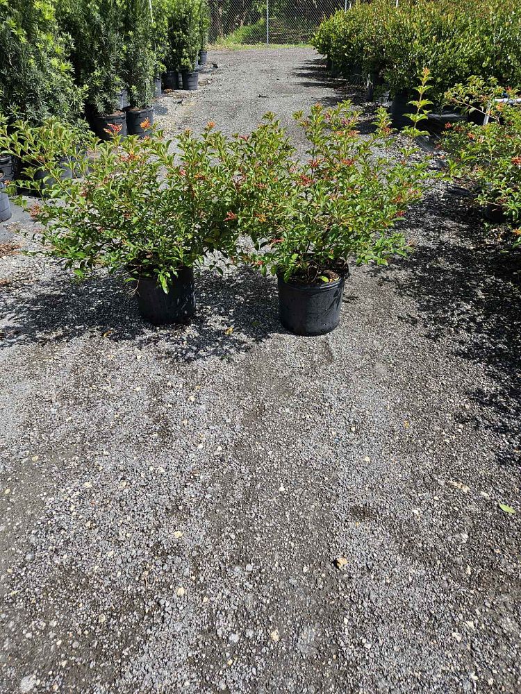 hamelia-nodosa-african-firebush-dwarf-firebush