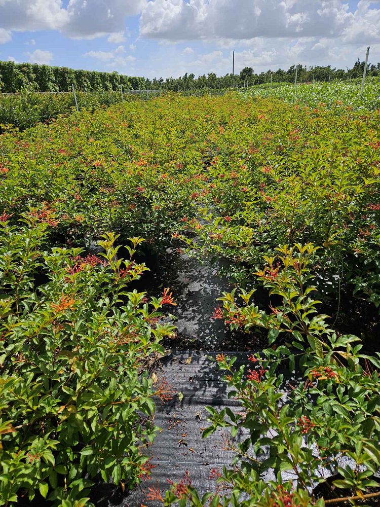 hamelia-nodosa-african-firebush-dwarf-firebush
