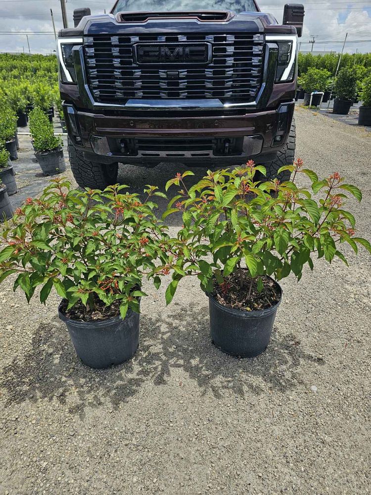 hamelia-nodosa-african-firebush-dwarf-firebush