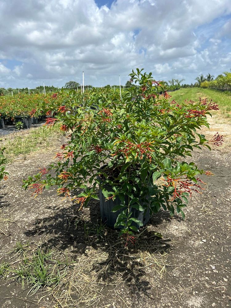 hamelia-nodosa-african-firebush-dwarf-firebush