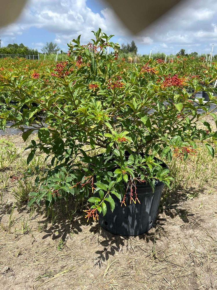 hamelia-nodosa-african-firebush-dwarf-firebush
