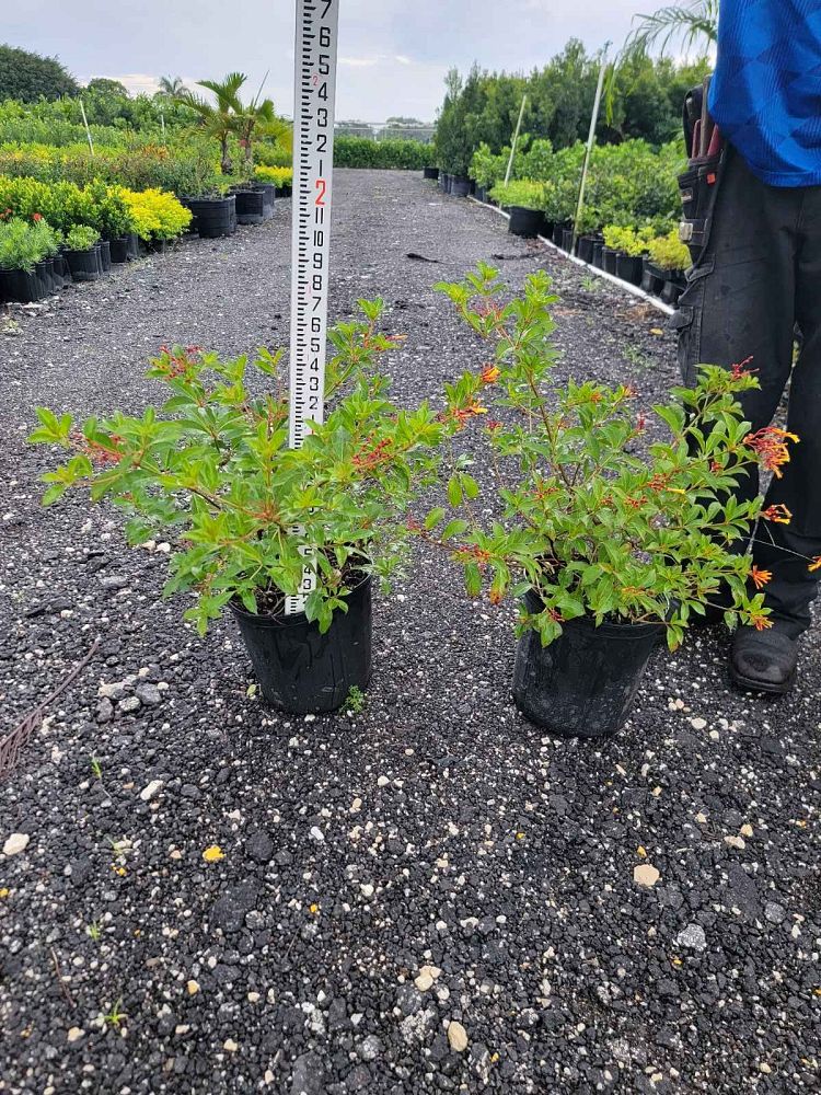 hamelia-nodosa-african-firebush-dwarf-firebush