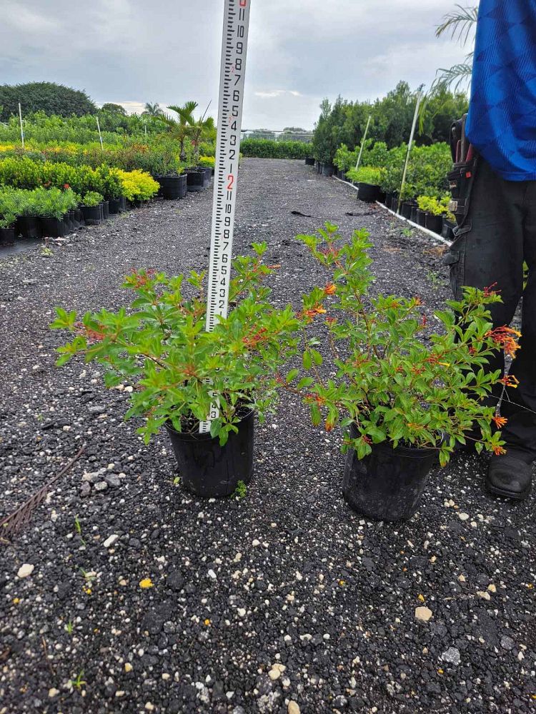 hamelia-nodosa-african-firebush-dwarf-firebush