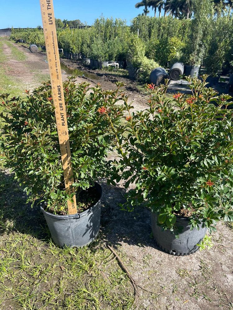 hamelia-nodosa-african-firebush-dwarf-firebush