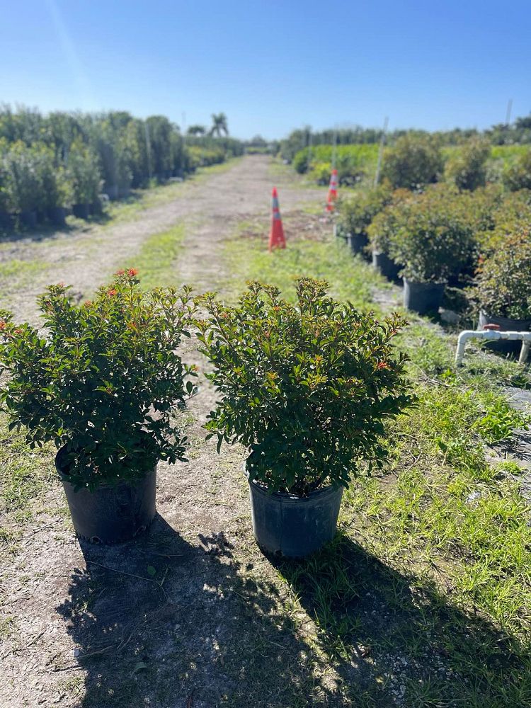 hamelia-nodosa-african-firebush-dwarf-firebush