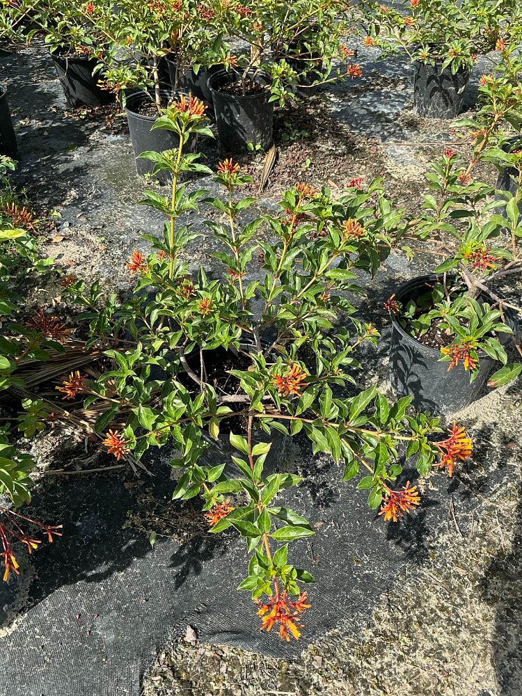 hamelia-nodosa-african-firebush-dwarf-firebush