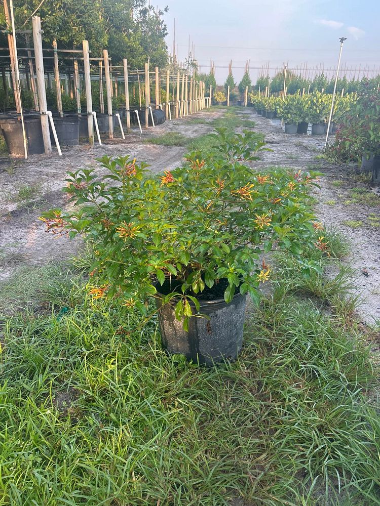 hamelia-nodosa-african-firebush-dwarf-firebush