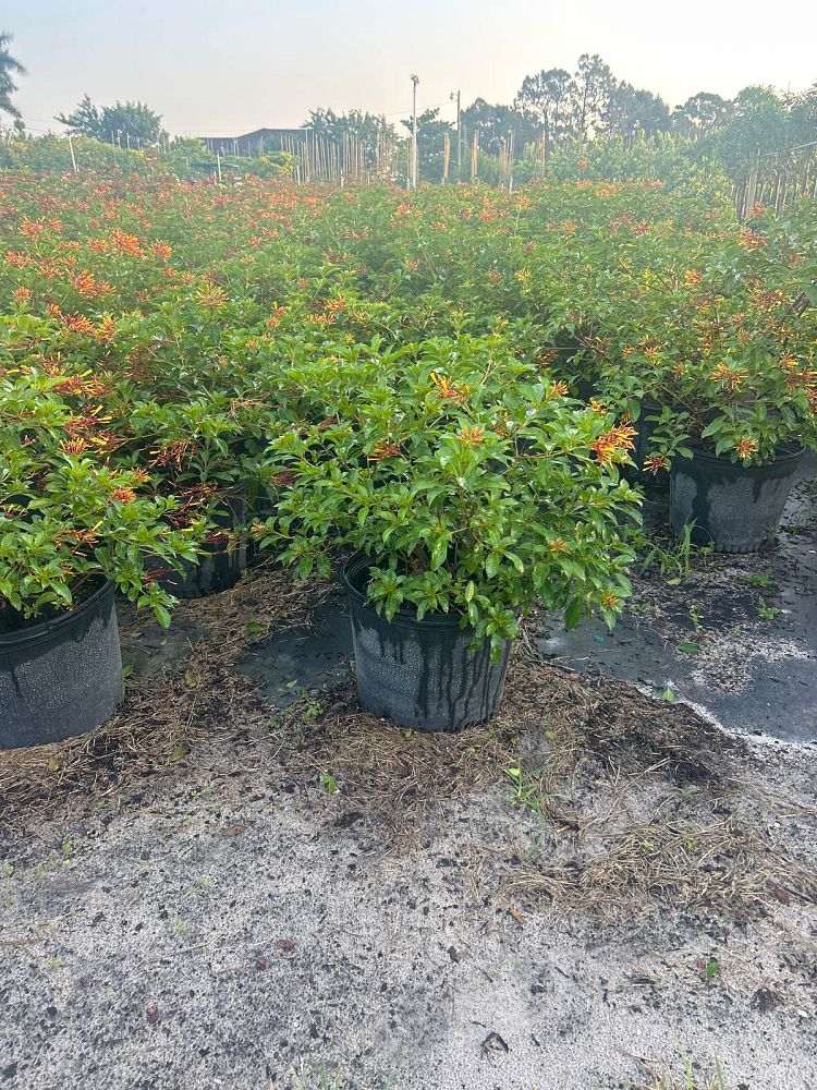 hamelia-nodosa-african-firebush-dwarf-firebush