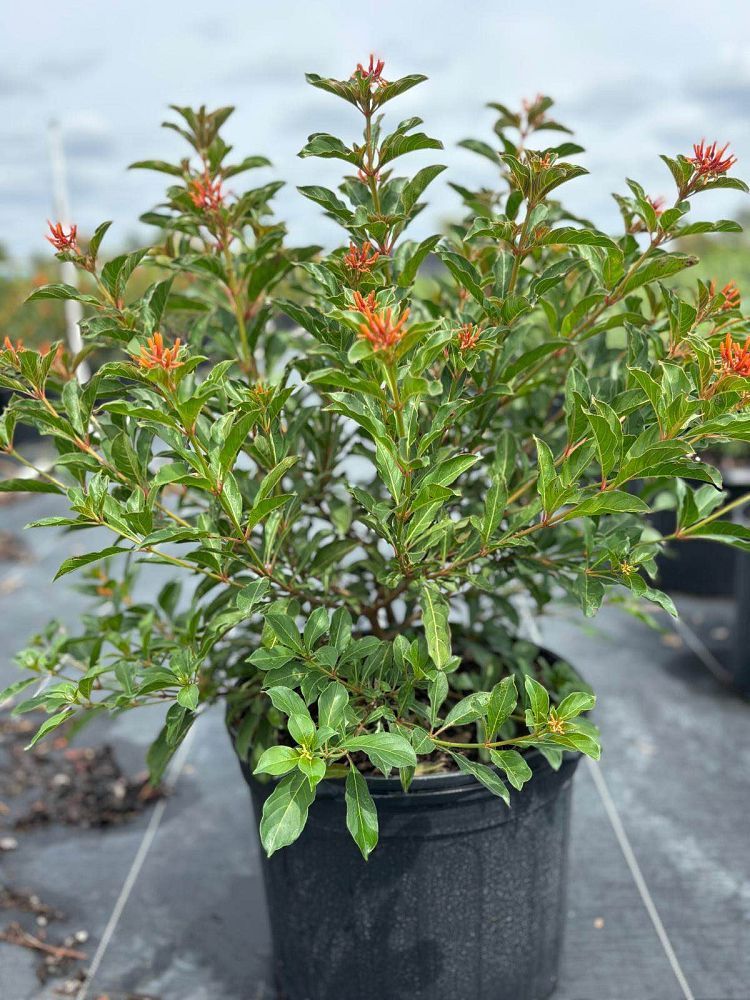hamelia-nodosa-african-firebush-dwarf-firebush