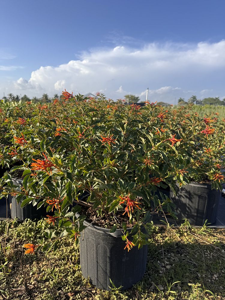 hamelia-nodosa-african-firebush-dwarf-firebush