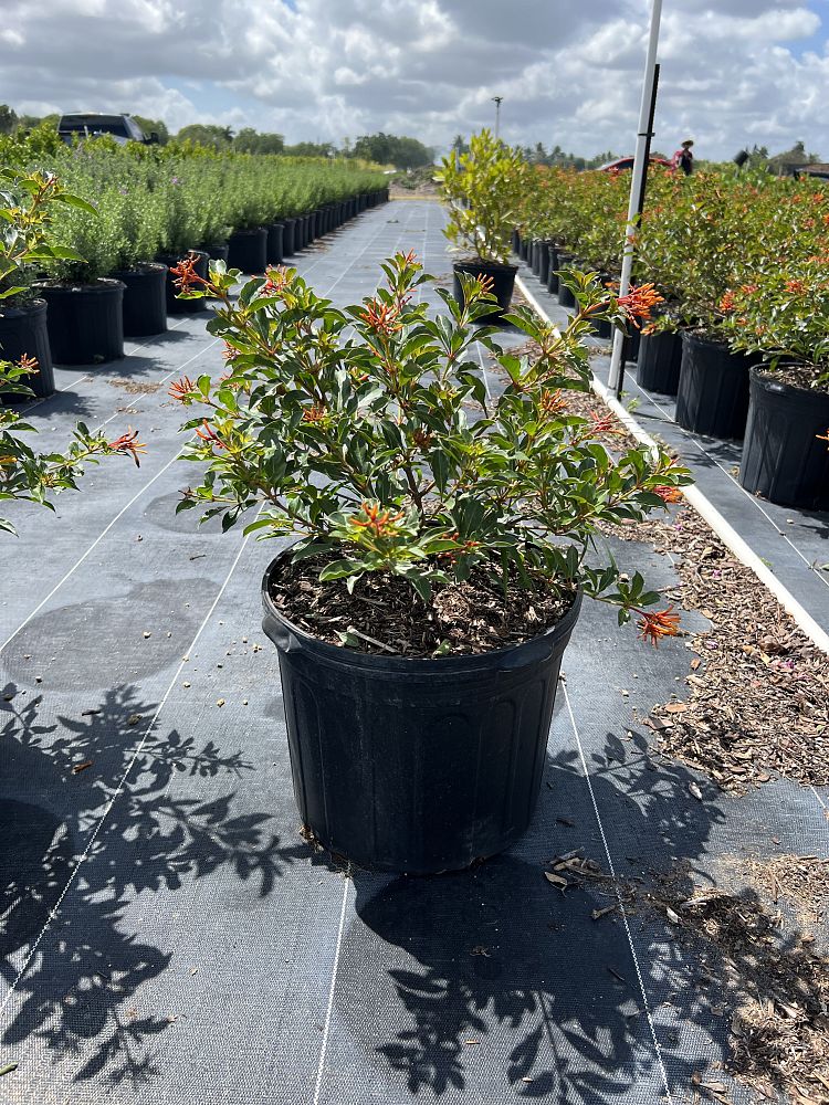 hamelia-nodosa-african-firebush-dwarf-firebush