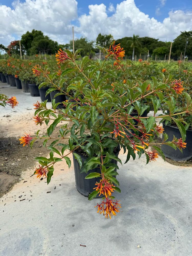 hamelia-nodosa-african-firebush-dwarf-firebush
