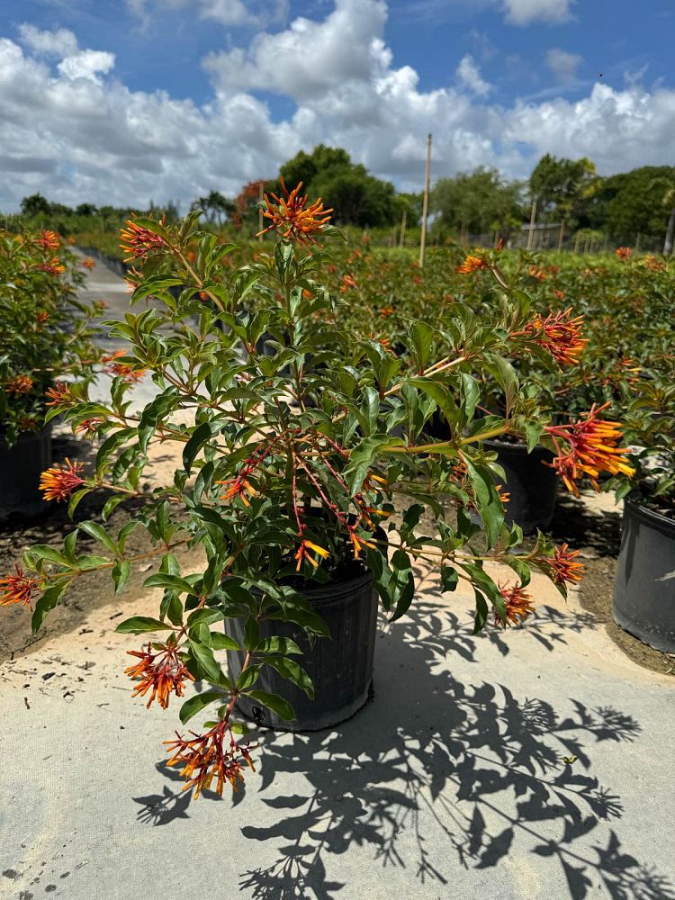hamelia-nodosa-african-firebush-dwarf-firebush